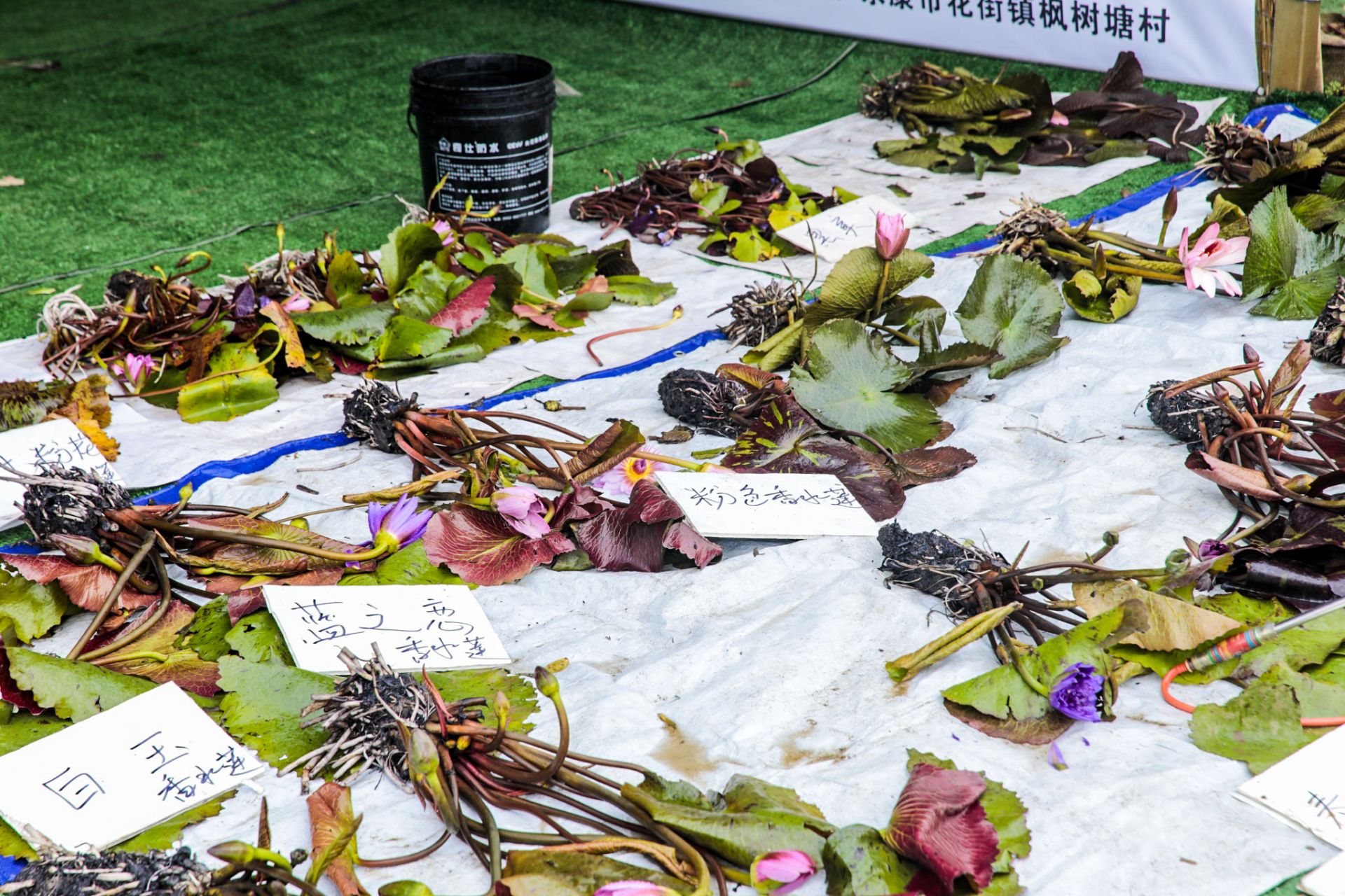 杭州会议研讨摄影-中国·湖州长兴花木大会|图片直播-现场照片-14